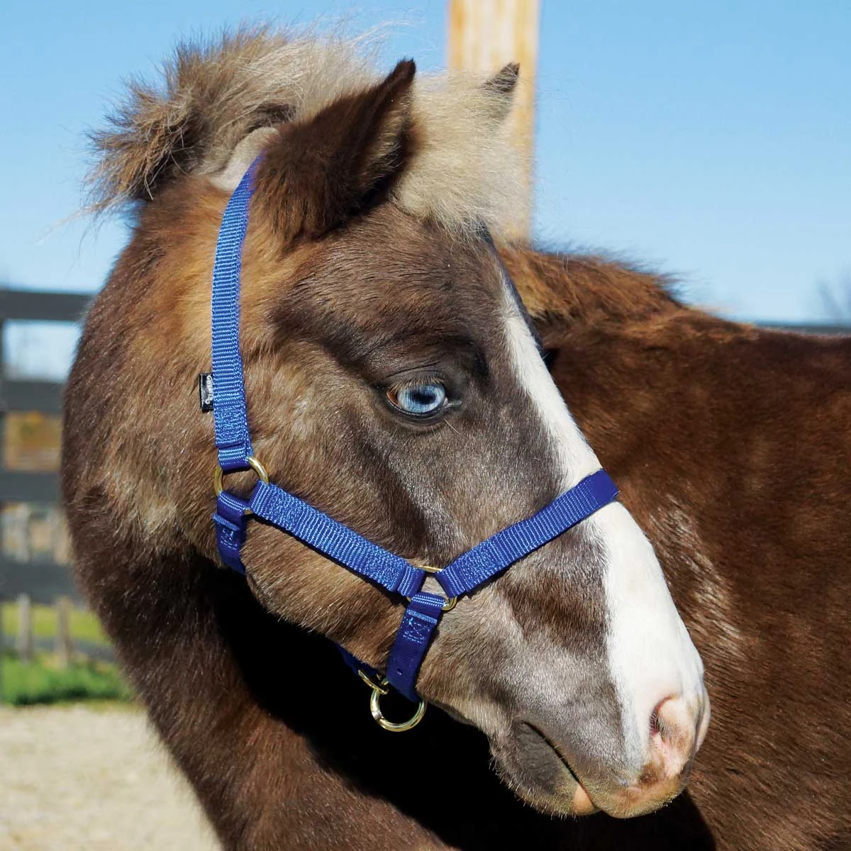 Weaver Leather Weaver Miniature Horse Adjustable Nylon Halter Large - Image 4
