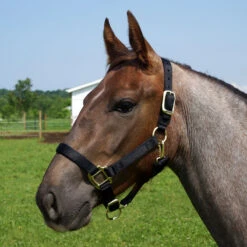 Weaver Leather Weaver Original Yearling Horse Nylon Halter