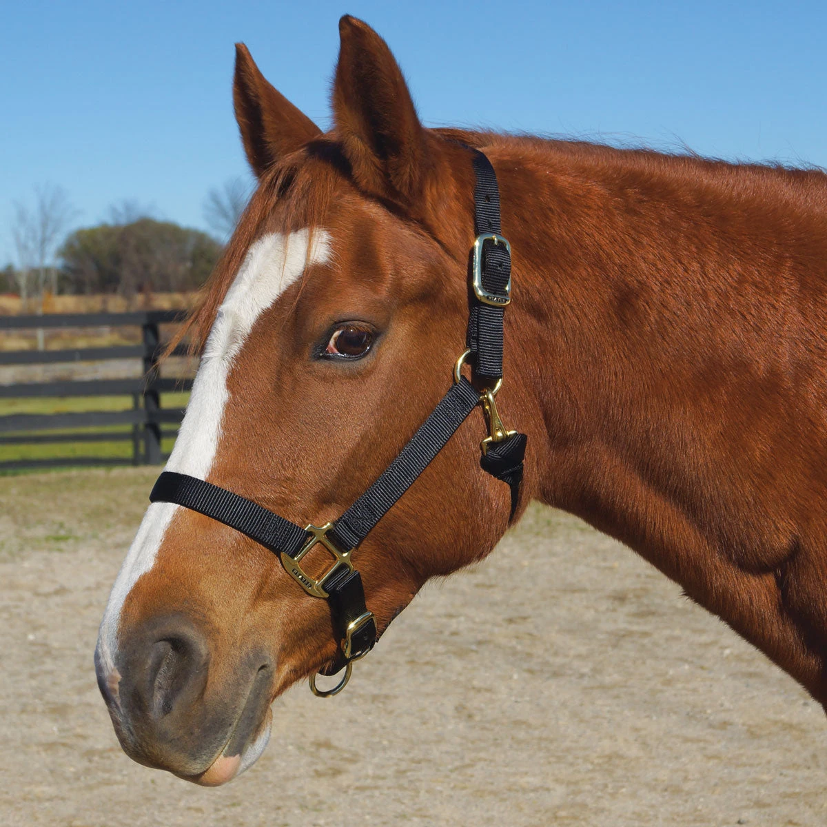Weaver Leather Weaver Original Large Horse Nylon Halter - Image 4