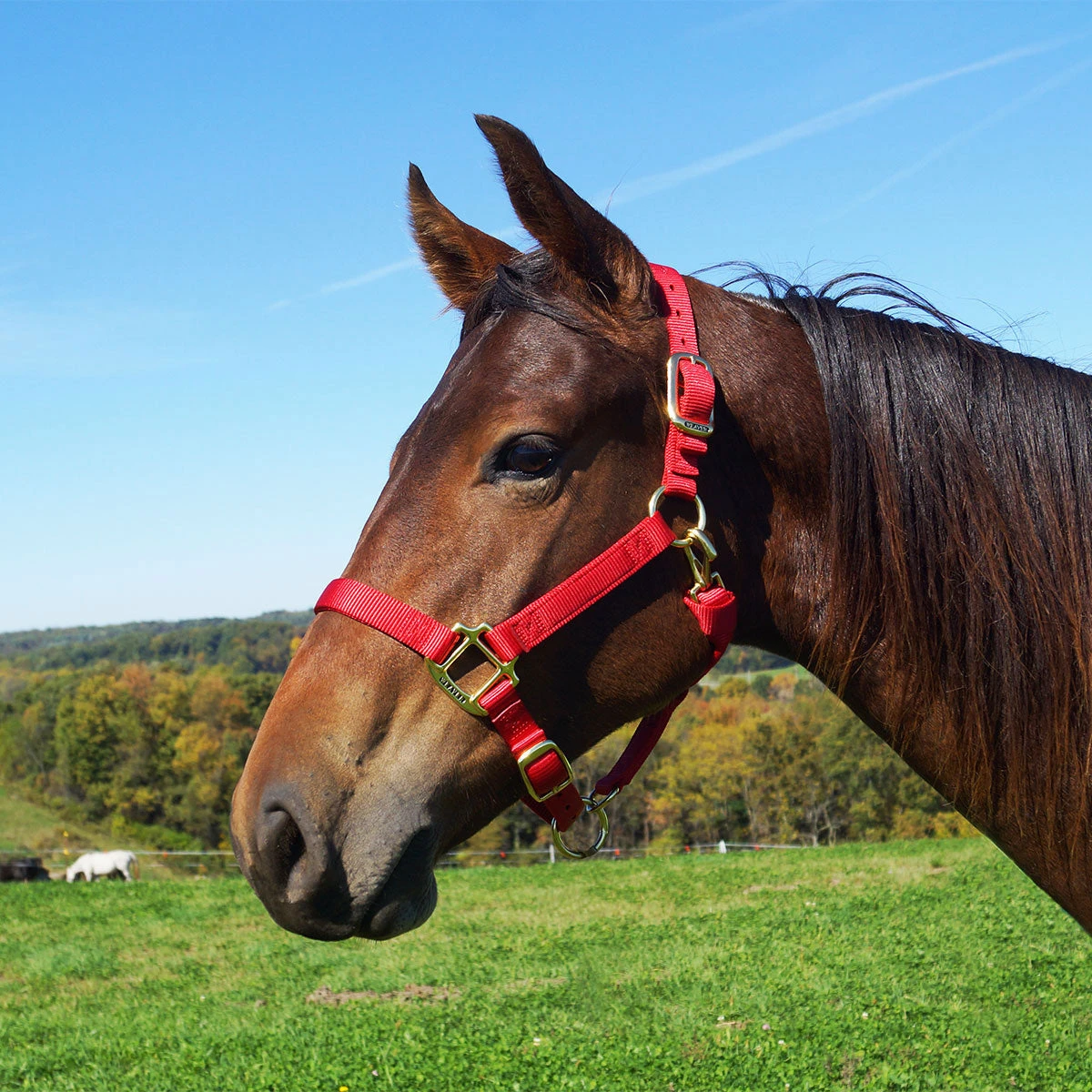 Weaver Leather Weaver Original Large Horse Nylon Halter - Image 7