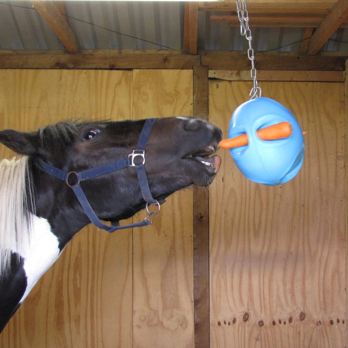 Carrot Ball Enrichment Toy - Image 3