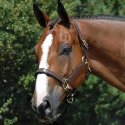 Vespucci Fancy Stitched Leather Halter